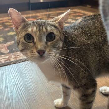 Domestic Short Hair Cats Available for Adoption in Chattanooga, Tennessee - Pax | PetCurious