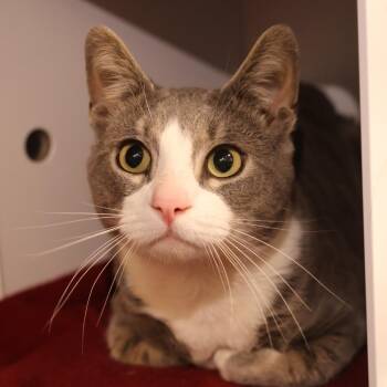 Domestic Short Hair Cats Available for Adoption in Briarcliff Manor, New York - Gus | PetCurious