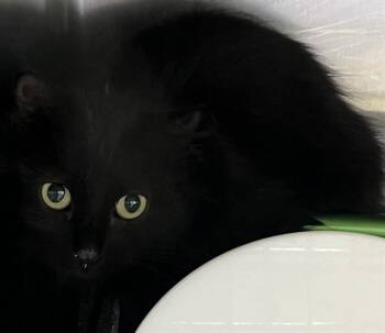 TAHINI -  Domestic Long Hair Cat for Adoption - TAHINI | PetCurious