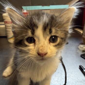 Domestic Medium Hair Cats Available for Adoption in Tuscaloosa, Alabama - TUSC-Stray-84585 | PetCurious