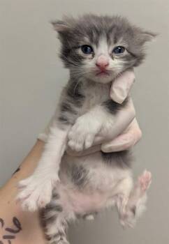 EARL GREY -  Domestic Short Hair Cat for Adoption in Ontario, California - EARL GREY | PetCurious