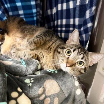 Domestic Short Hair Cats Available for Adoption in Oshkosh, Wisconsin - Mazie - Waiting For Her Moment To Shine! | PetCurious
