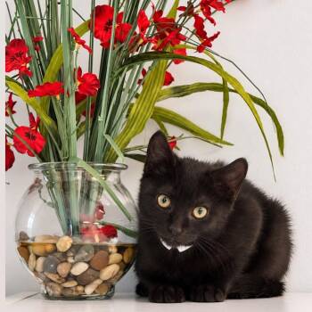 Bailey -  Domestic Short Hair Cat for Adoption in Syosset, New York - Bailey | PetCurious