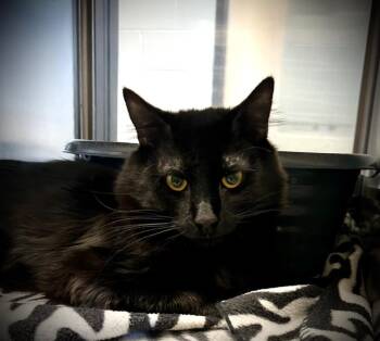 Domestic Medium Hair Cats Available for Adoption - Marshal | PetCurious