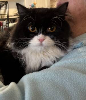 Persian Cats Available for Adoption - Lili (Persian, Lap Cat) | PetCurious