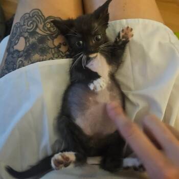 Pear -  Domestic Short Hair Cat for Adoption in Carencro, Louisiana - Pear | PetCurious