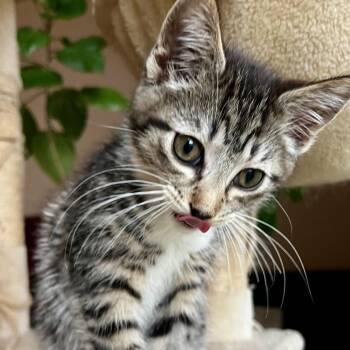 Andrea -  Domestic Short Hair Cat for Adoption in Chaska, Minnesota - Andrea | PetCurious