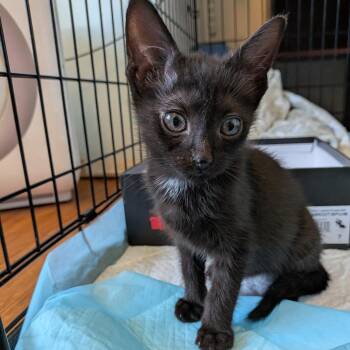 McMuffin -  Domestic Short Hair Cat for Adoption in Lexington, Kentucky - McMuffin | PetCurious