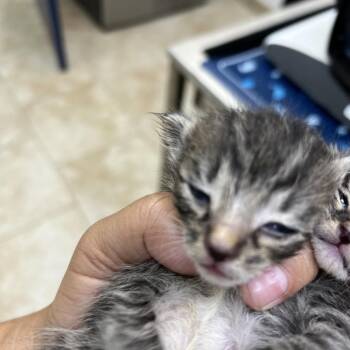 Cheetah -  Domestic Short Hair Cat for Adoption in Galveston, Texas - Cheetah | PetCurious
