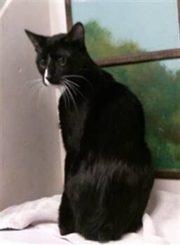 BOO -  Domestic Short Hair Cat for Adoption in Houston, Texas - BOO | PetCurious
