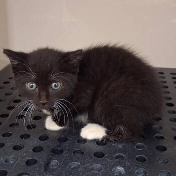Dover -  Domestic Short Hair Cat for Adoption in Auburn, Alabama - Dover | PetCurious