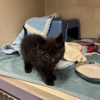 Holler -  Domestic Short Hair Cat for Adoption in Binghamton, New York - Holler | PetCurious