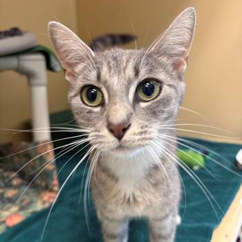 Domestic Short Hair Cats Available for Adoption in East Hanover, New Jersey - Chai | PetCurious