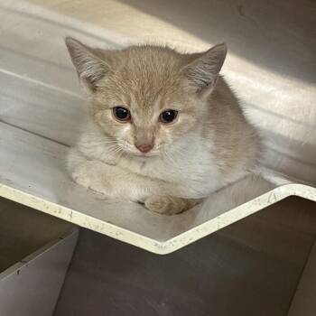 Turnip -  Domestic Short Hair Cat Available for Adoption in TIMBERCRK CYN, Texas - Turnip | PetCurious