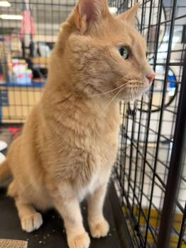 Simba -  Domestic Short Hair Cat for Adoption in Rossville, Georgia - Simba | PetCurious