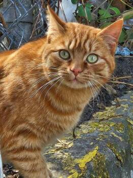 Domestic Short Hair Cats Available for Adoption - Walton Goggins | PetCurious