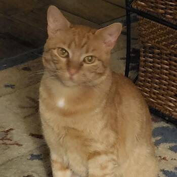 Sunny Pie -  Domestic Short Hair Cat for Adoption in Bentonville, Arkansas - Sunny Pie | PetCurious