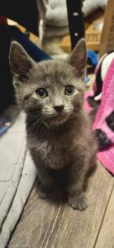 Domestic Short Hair Cats Available for Adoption in Greenbelt, Maryland - Guinness | PetCurious