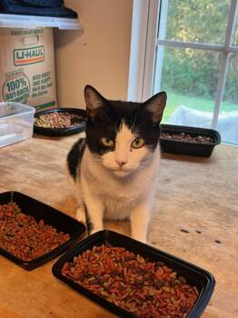 Rescue Domestic Short Hair Cats for Adoption in Lawrenceville, Georgia - Mira | PetCurious