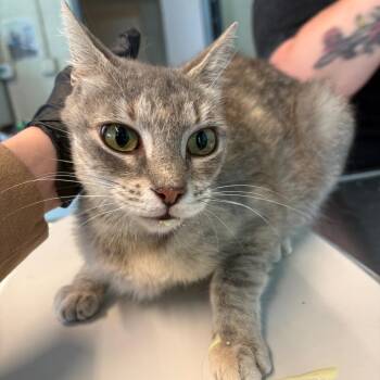 Clearblue -  Domestic Short Hair Cat for Adoption in Huntington, West Virginia - Clearblue | PetCurious