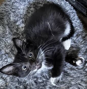 Rescue Domestic Short Hair and Tuxedo Cats for Adoption in Boca Raton, Florida - Oreo & Willow BONDED | PetCurious