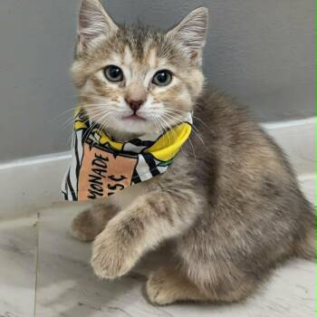 Rain -  Domestic Short Hair Cat for Adoption in Chesapeake Beach, Maryland - Rain | PetCurious