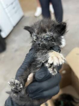 FIFI -  Domestic Long Hair Cat for Adoption in Dallas, Texas - FIFI | PetCurious