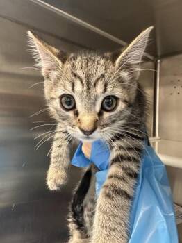 Cheez-it -  Domestic Short Hair Cat for Adoption in Roseville, California - Cheez-it | PetCurious