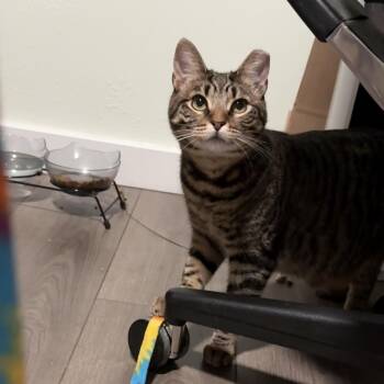 Lipton -  Domestic Short Hair Cat for Adoption in Piedmont, California - Lipton | PetCurious