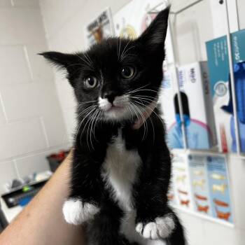 Domestic Short Hair Cats Available for Adoption in Birmingham, Alabama - Hillary | PetCurious