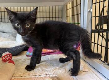 OLIVER -  Domestic Short Hair Cat for Adoption in Sarasota, Florida - OLIVER | PetCurious