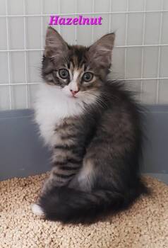 Hazelnut (Madge) -  Domestic Medium Hair Cat for Adoption in Diamond Springs, California - Hazelnut (Madge) | PetCurious