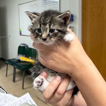 Griffen -  Domestic Short Hair Cat for Adoption in Canton, Illinois - Griffen | PetCurious