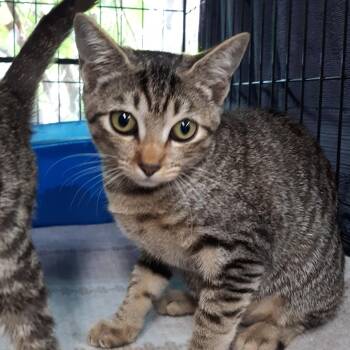 Layla -  Domestic Short Hair Cat for Adoption in Spokane, Washington - Layla | PetCurious
