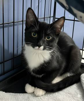 Rescue Domestic Short Hair Cats for Adoption - Sylvester, Sullivan, Stormie And Shadow | PetCurious