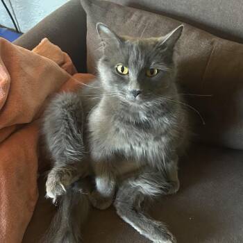 Domestic Medium Hair Cats Available for Adoption in Spokane, Washington - Bunny | PetCurious