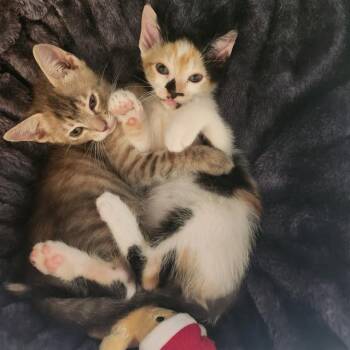 TIA -  Domestic Short Hair Cat for Adoption in San Antonio, Texas - TIA | PetCurious