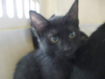 Domestic Short Hair Cats Available for Adoption in Ocala, Florida - PERSEUS | PetCurious