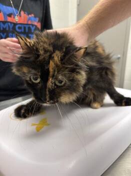 ELEANOR -  Domestic Medium Hair Cat for Adoption in Indianapolis, Indiana - ELEANOR | PetCurious