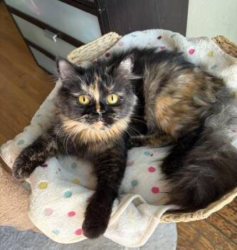 Amber & Jaguar - Contact Sylva -  Persian and Tortoiseshell Cat for Adoption in Los Angeles, California - Amber & Jaguar - Contact Sylva | PetCurious