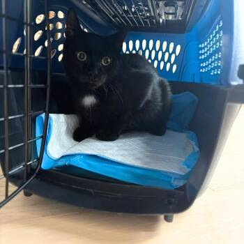 Saint -  Domestic Short Hair Cat for Adoption - Saint | PetCurious