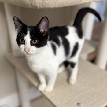 Kit Kat -  Domestic Short Hair Cat for Adoption - Kit Kat | PetCurious