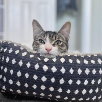 Boris -  Domestic Short Hair Cat for Adoption in Richmond, Kentucky - Boris | PetCurious