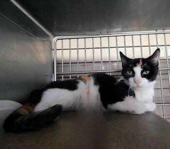 Calico and Domestic Short Hair Cats Available for Adoption - PATCHES | PetCurious