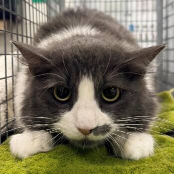 Domestic Medium Hair Cats Available for Adoption in Las Cruces, New Mexico - 105834 | PetCurious