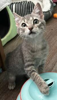 Double Shot -  Domestic Short Hair Cat for Adoption in Hardeeville, South Carolina - Double Shot | PetCurious