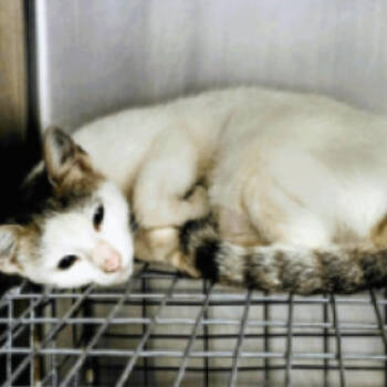 Rescue Domestic Short Hair Cats for Adoption in Denver, Colorado - Peppercorn Houston | PetCurious