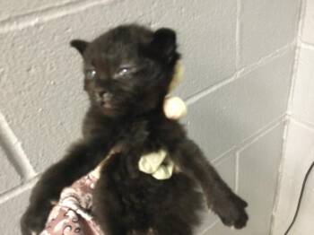 COSMO -  Domestic Short Hair Cat for Adoption in Thousand Palms, California - COSMO | PetCurious