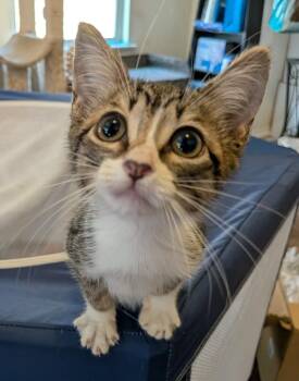 Capulet -  Domestic Short Hair Cat for Adoption in San Antonio, Texas - Capulet | PetCurious