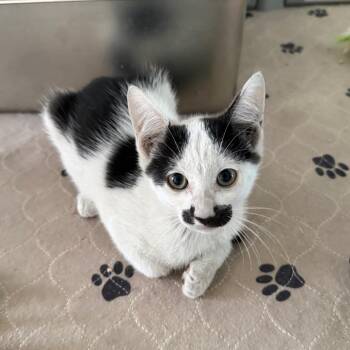 Simon -  Domestic Short Hair Cat for Adoption in Jupiter, Florida - Simon | PetCurious